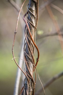 Bir ağaç dalları Bahar üzerinde güzel bir üzüm