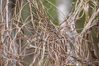 Bir ağaç dalları Bahar üzerinde güzel bir üzüm