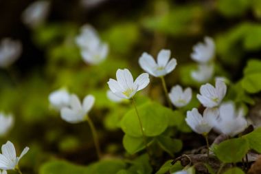 Bahar orman Beyaz ahşap kuzukulağı çiçek dolu güzel bir portre
