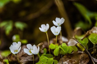 Bahar orman Beyaz ahşap kuzukulağı çiçek dolu güzel bir portre