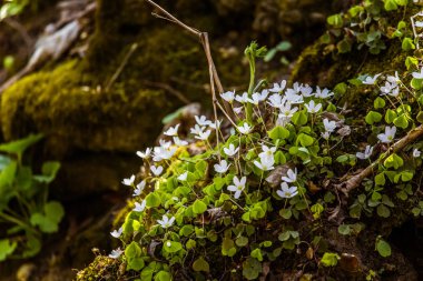 Bahar orman Beyaz ahşap kuzukulağı çiçek dolu güzel bir portre
