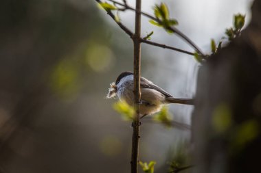 Yuvalama mevsimi sırasında bir güzel küçük orman baştankara