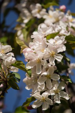 Güzel taze elma ağacı çiçekleri doğal bir arka plan üzerinde.