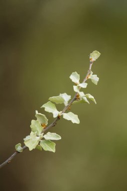 Güzel ağaç dalları bahar soluk gri yeşil yaprakları ile