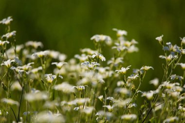 Bir ot küçük, beyaz çiçek dolu güzel bir portre