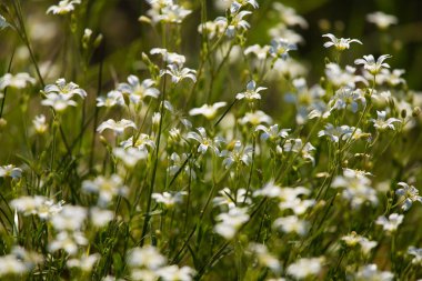 Bir ot küçük, beyaz çiçek dolu güzel bir portre