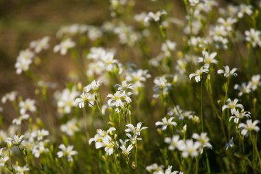 Bir ot küçük, beyaz çiçek dolu güzel bir portre