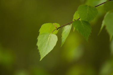 Huş ağacı dalları bahar güzel bir closeup