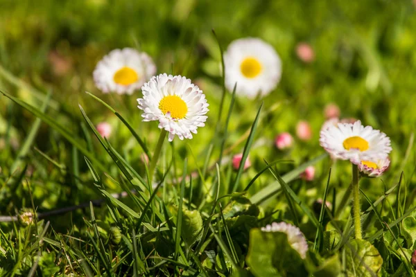 봄에서 꽃의 아름 다운 근접 촬영 — 스톡 사진