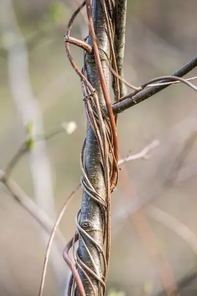 Una hermosa vid en las ramas de un árbol en primavera — Foto de Stock