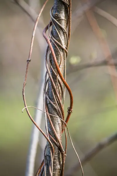 Una hermosa vid en las ramas de un árbol en primavera — Foto de Stock