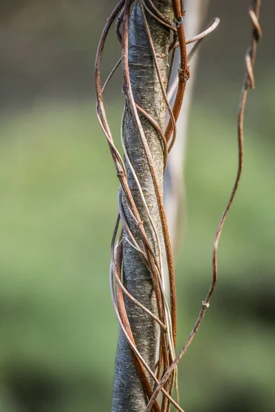 वसंत ऋतूमध्ये वृक्ष शाखांवर एक सुंदर द्राक्षारस — स्टॉक फोटो, इमेज