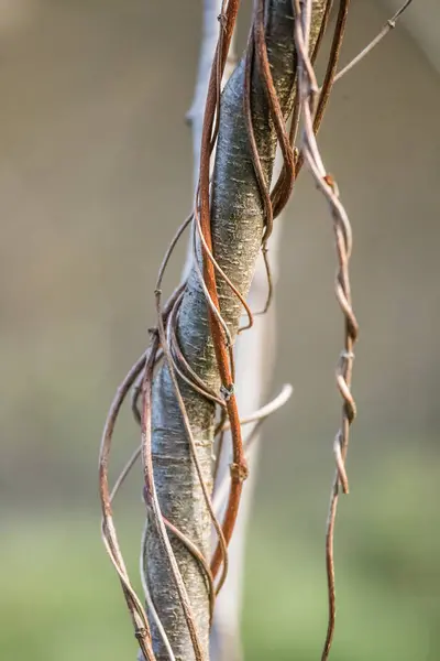 Una hermosa vid en las ramas de un árbol en primavera — Foto de Stock