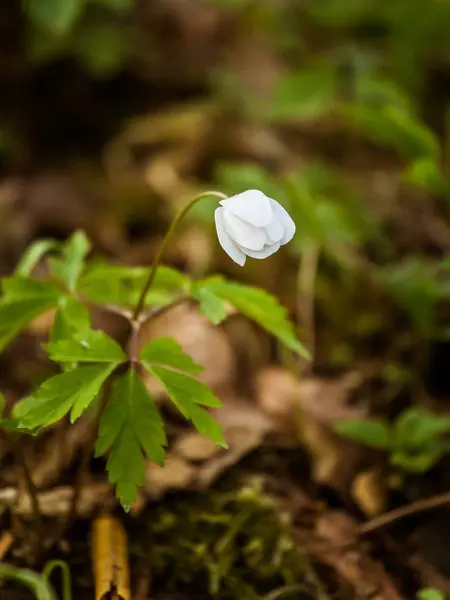 Eine schöne Nahaufnahme weißer Anemonen im Frühlingswald — Stockfoto