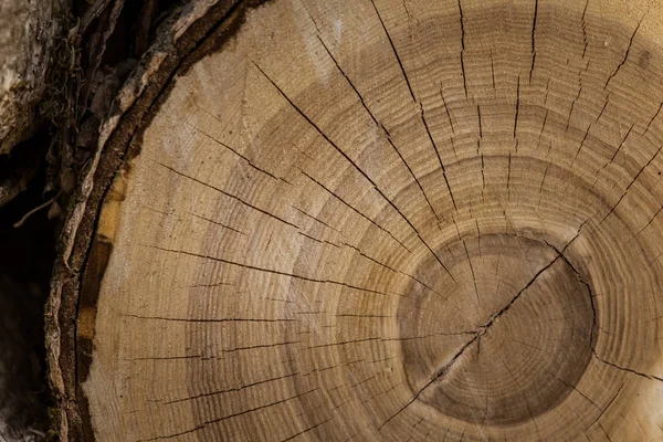 Eine schöne Nahaufnahme eines Baumstammes. Holzstruktur der Altersringe. — Stockfoto