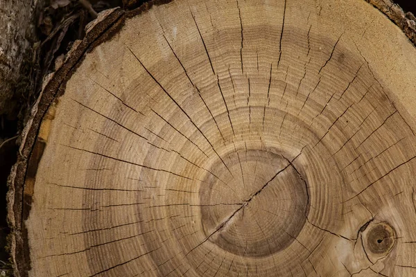 Un hermoso primer plano del tronco de un árbol. Textura de madera de los anillos de edad . — Foto de Stock