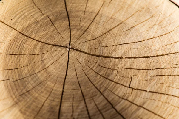 Un hermoso primer plano del tronco de un árbol. Textura de madera de los anillos de edad . — Foto de Stock