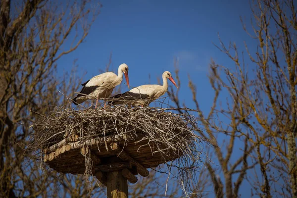 Vackra vita storkar i ett fågelbo högt på en stolpe på våren — Stockfoto