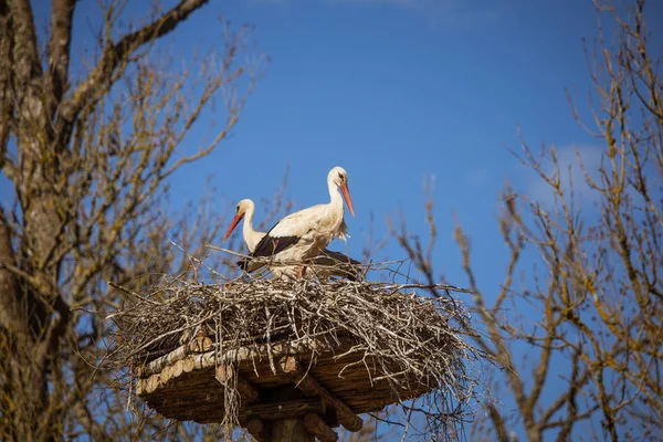 Cegonhas brancas bonitas em um ninho alto em um pólo na primavera — Fotografia de Stock