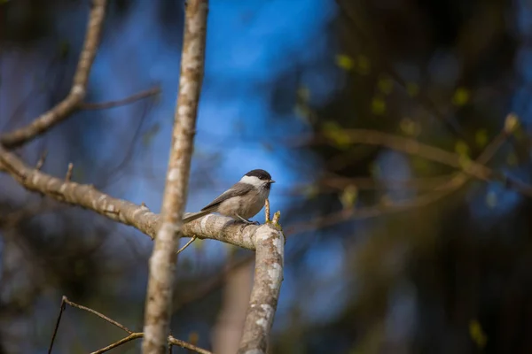Красивая маленькая лесная синица во время сезона гнездования — стоковое фото