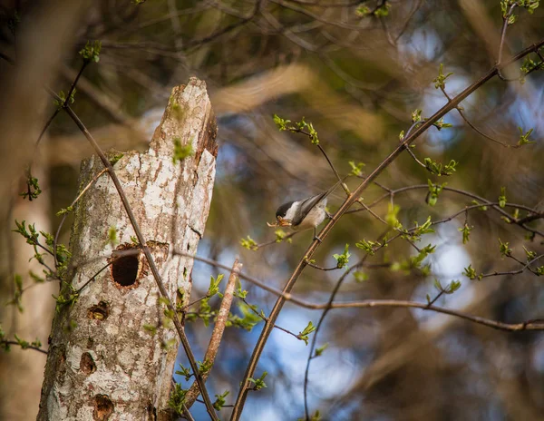 A beautiful small forest tit during nesting season — Stockfoto