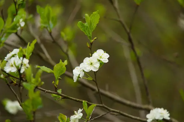 Vackra vilda fruktträd blommar på en naturlig bakgrund. — Stockfoto