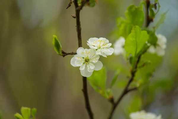 自然の背景に美しい野生果樹の花. — ストック写真