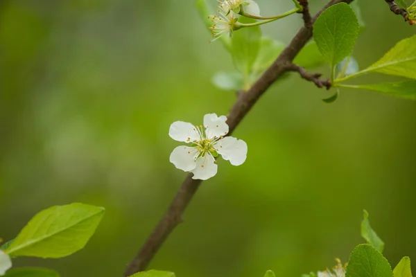 Vackra vilda fruktträd blommar på en naturlig bakgrund. — Stockfoto