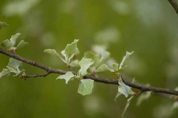 Прекрасные ветви деревьев с бледно-серыми зелеными листьями весной — стоковое фото