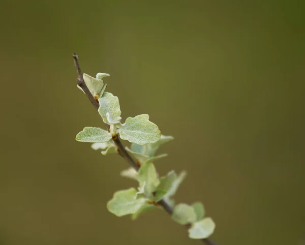 Une belle branche d'arbre avec des feuilles vert gris pâle au printemps — Photo