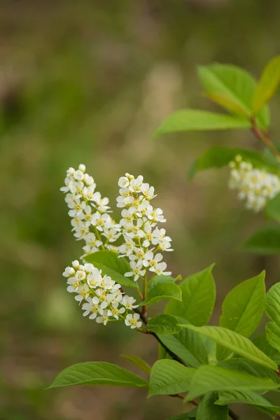 A beautiful closeup of young bird cherry flowers in spring — Stock Photo, Image