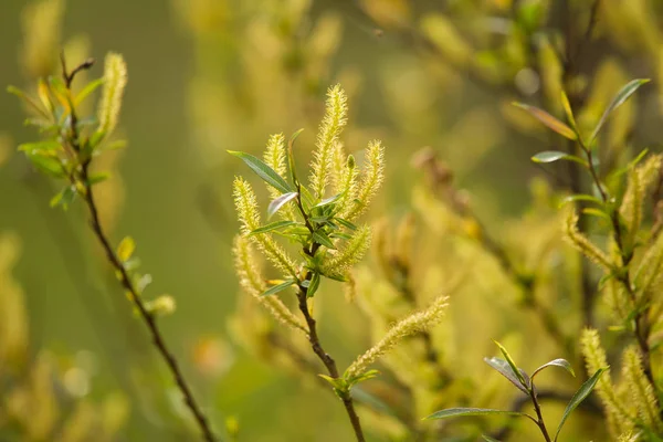 En vacker närbild av en willow trädgrenar på våren — Stockfoto