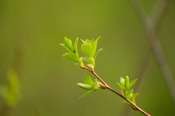 Красивый крупный план ветвей ивы весной
