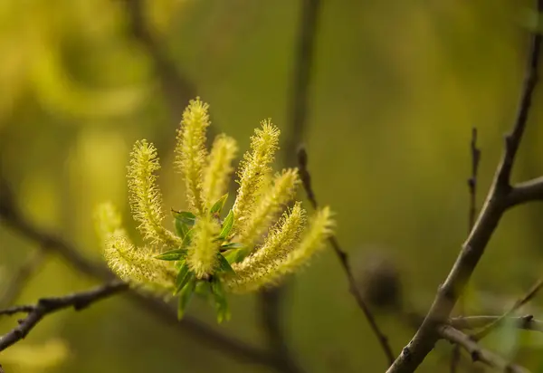 Eine schöne Nahaufnahme einer Weide Äste im Frühling — Stockfoto