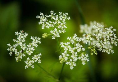 Yaz aylarında doğal bir arka plan üzerinde beyaz Frenk maydanozu çiçeklerin güzel bir canlı portre