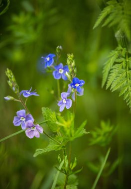 Çim yaz aylarında doğal bir arka plan üzerinde küçük mavi çiçek dolu güzel bir canlı portre
