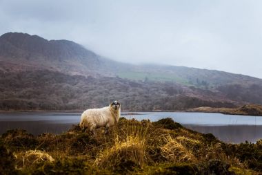 Bahar koyun ile bir güzel İrlandalı dağ manzarası. Gleninchaquin park İrlanda.