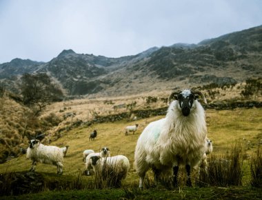 Bahar koyun ile bir güzel İrlandalı dağ manzarası. Gleninchaquin park İrlanda.