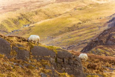 Bahar koyun ile bir güzel İrlandalı dağ manzarası. Gleninchaquin park İrlanda.