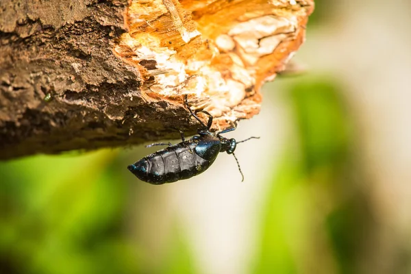 En vacker närbild av en mörk blå beetle på en trädstam i sommar skog — Stockfoto