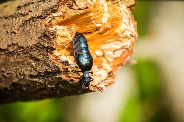 En vacker närbild av en mörk blå beetle på en trädstam i sommar skog — Stockfoto