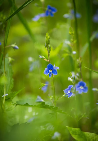 Eine schöne lebendige Nahaufnahme kleiner blauer Blumen im Gras auf einem natürlichen Hintergrund im Sommer — Stockfoto