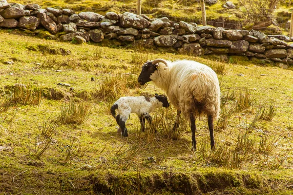 Een prachtige Ierse berglandschap in het voorjaar met schapen. Gleninchaquin park in Ierland. — Stockfoto