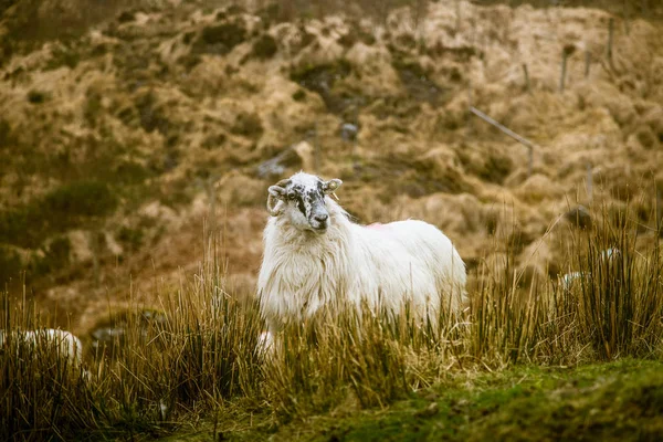 En vacker irländska bergslandskap våren med fåren. Gleninchaquin park i Irland. — Stockfoto