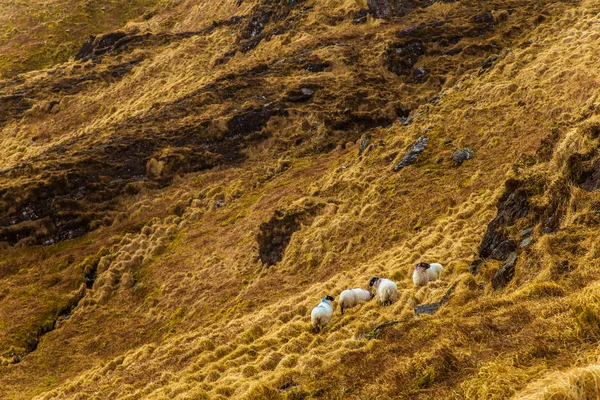 Een prachtige Ierse berglandschap in het voorjaar met schapen. Gleninchaquin park in Ierland. — Stockfoto