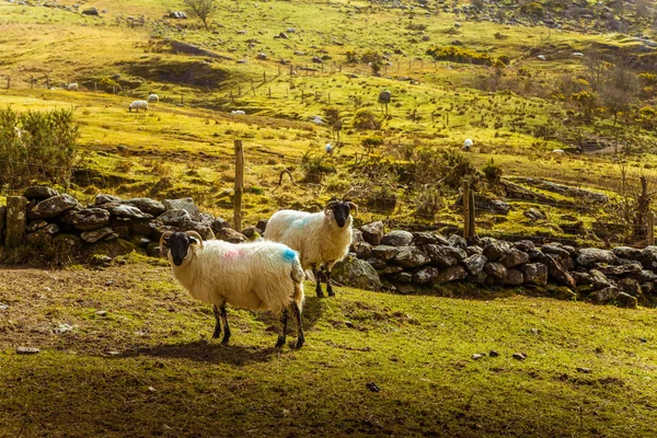 Een prachtige Ierse berglandschap in het voorjaar met schapen. Gleninchaquin park in Ierland. — Stockfoto