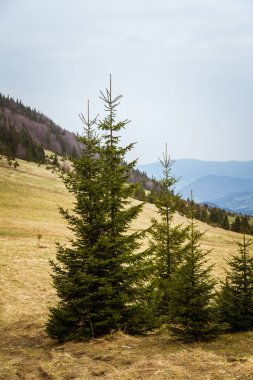 Slovakya'daki Tatra Dağları'nın güzel dağ manzarası. 