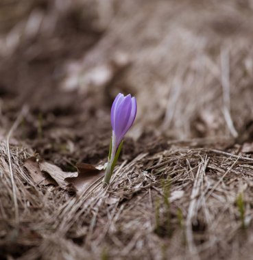 Baharda doğal bir arka plan üzerinde güzel mor yabani çiğdem çiçekleri. Slovakya'da Mala Fatra dağları