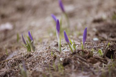 Baharda doğal bir arka plan üzerinde güzel mor yabani çiğdem çiçekleri. Slovakya'da Mala Fatra dağları