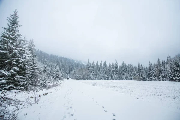 Een mooie winter bergen bos landschap met een weg. Westelijke Tatra mountains in Slowakije — Stockfoto